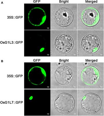 Expression profiling of ALOG family genes during inflorescence development and abiotic stress responses in rice (Oryza sativa L.)